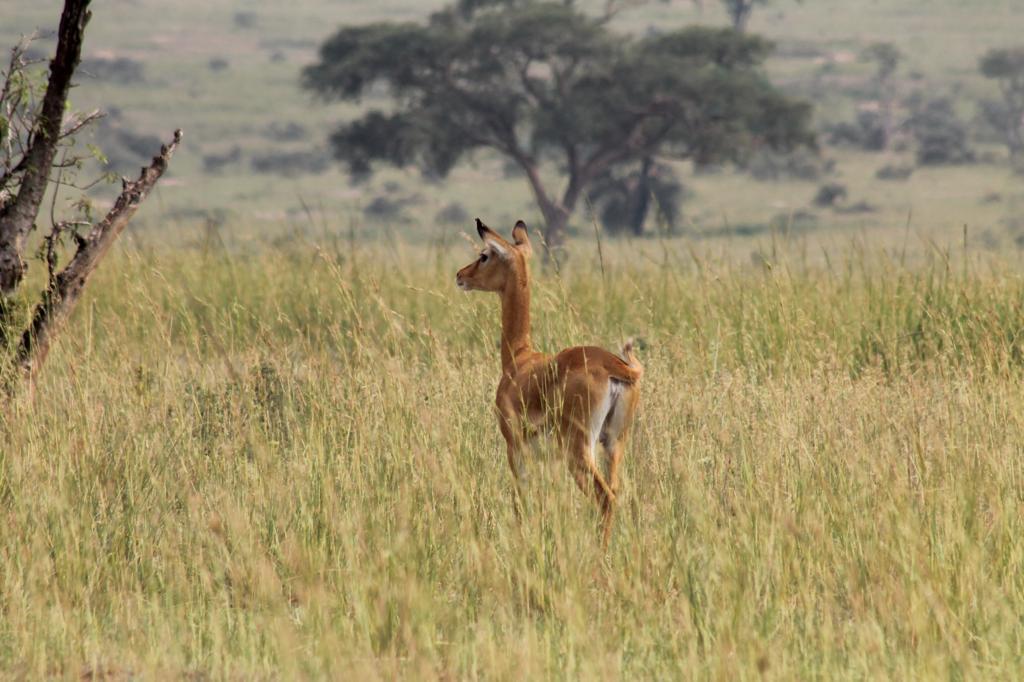 Uganda Kob in Murchison Falls National Park in Uganda - Hike Nature Safaris