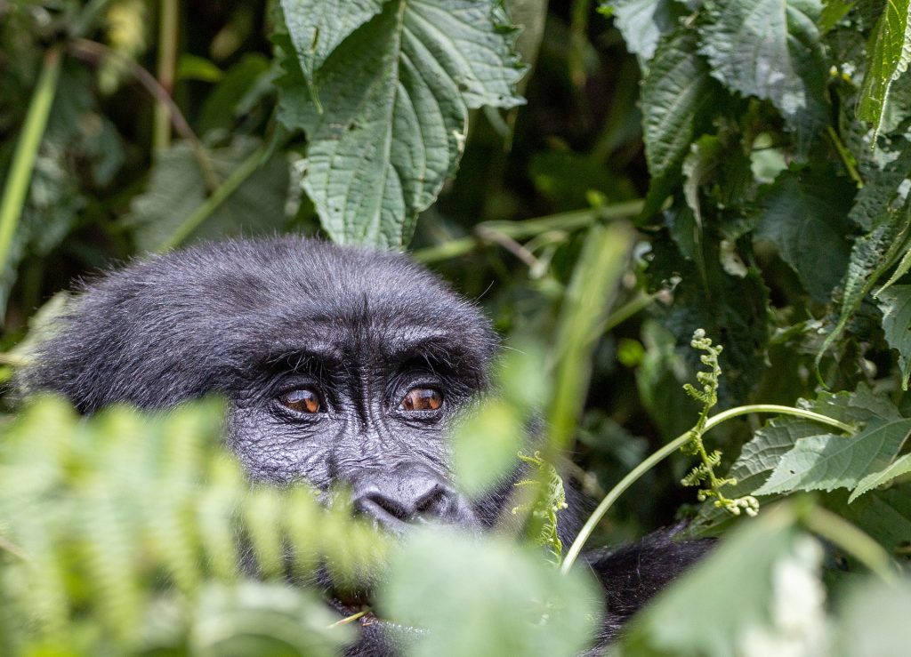Mountain Gorilla With Hike Nature Safaris