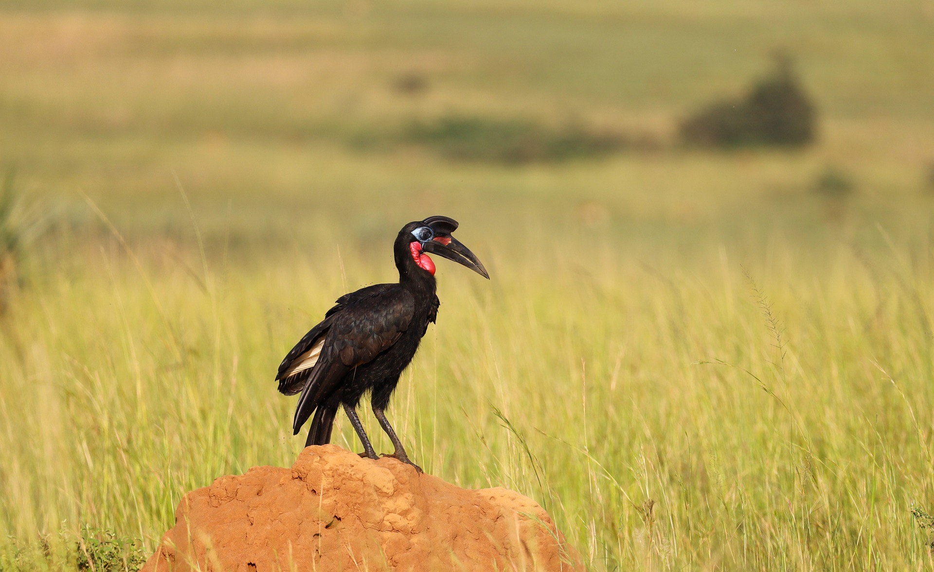 Abyssinian Ground Hornbill in Murchison Falls National Park