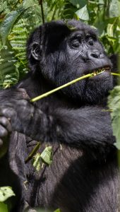 4 Days Gorilla Trip Rwanda and Uganda
