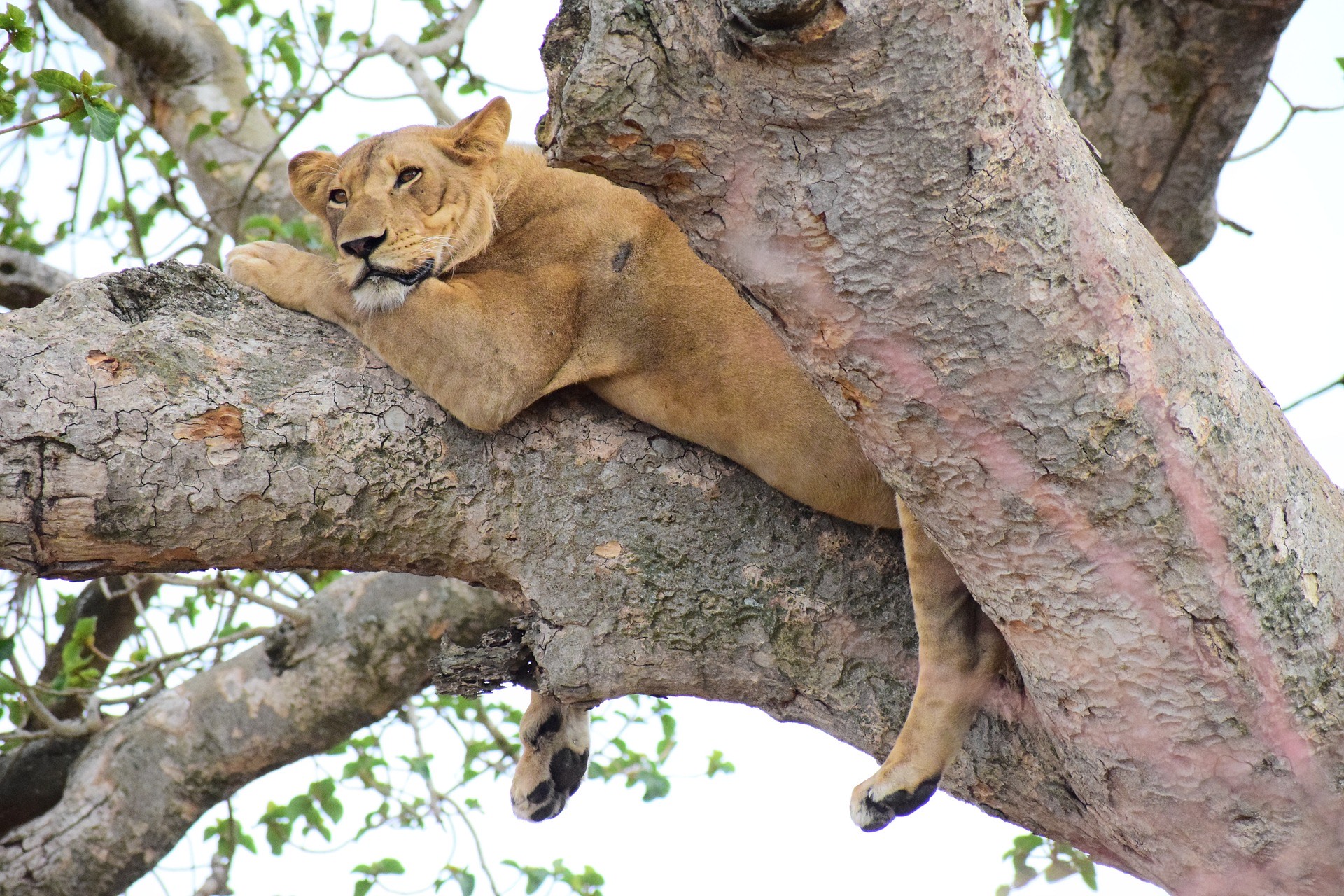 A tree climbing Lion in Ishasha-5 Days Safari in Queen Elizabeth National Park with Hike Nature Safaris
