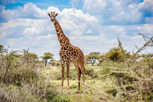 Tanzania Safaris with Hike Nature Safaris