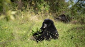 Mountain Gorilla In Mgahinga Gorilla National Park with Hike Nature Safaris