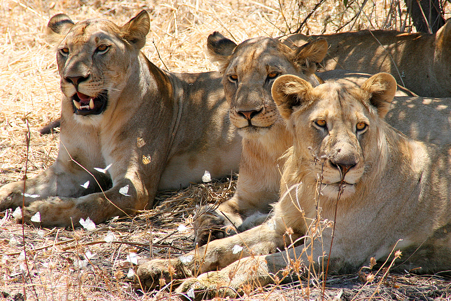 Lions in Ruaha National Park with Hike Nature Safaris