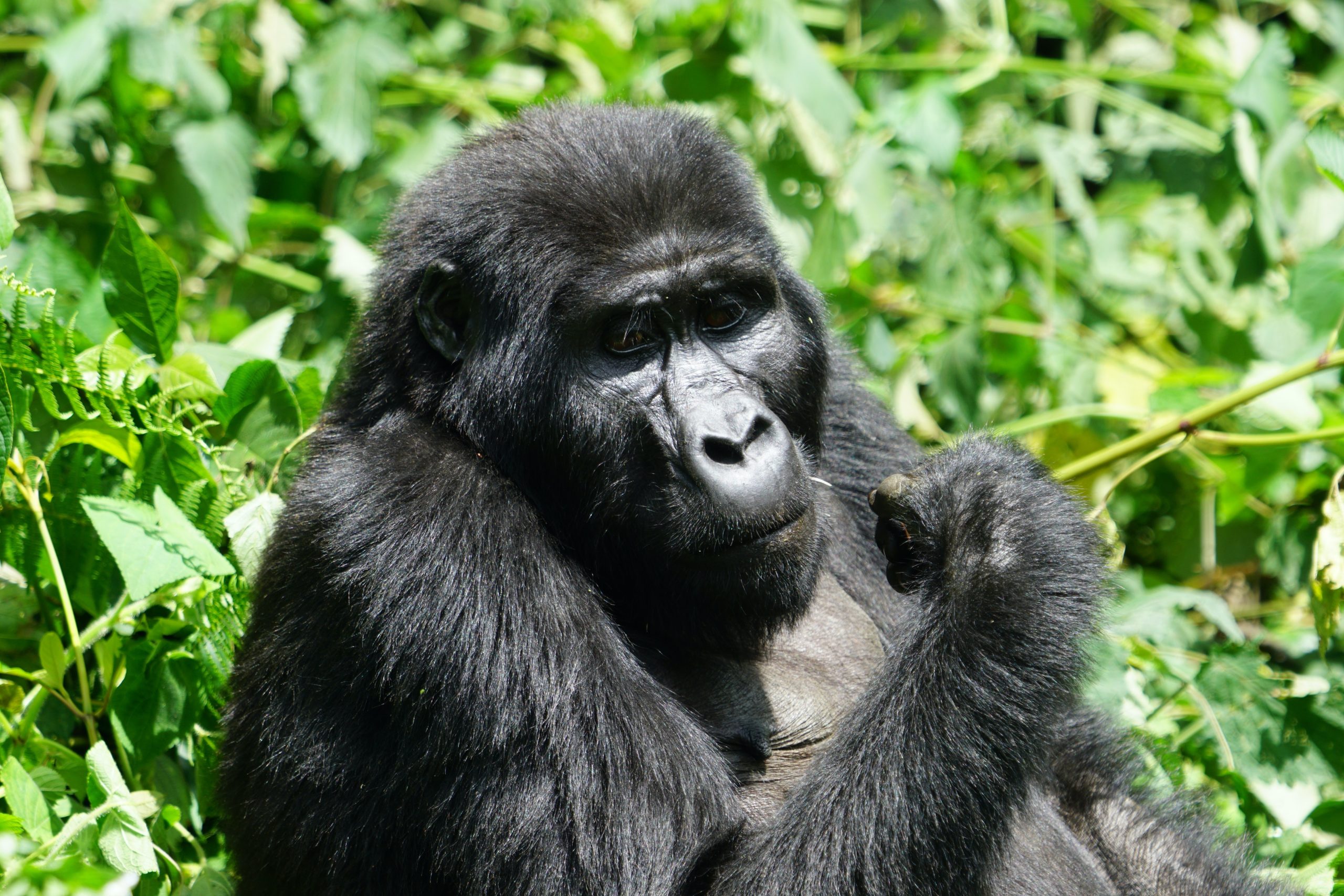 Mountain Gorillas 