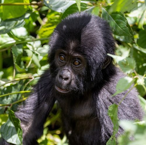 Baby Gorilla n Bwindi Impenetrable National Park with Hike Nature Safaris